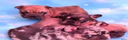 French Bulldog dogs for sale: Big rope  French bulldog puppies  - Advert 9