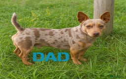 Jack Russell dogs for sale: Stunning Rare Colour Merle Jack Russell Puppies - Image 6