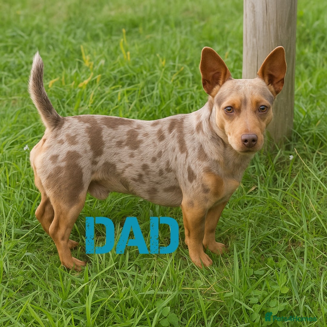 Jack Russell dogs for sale: Stunning Rare Colour Merle Jack Russell Puppies - Image 6