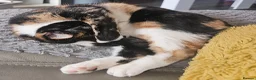 Mixed Breed cats for adoption: 21 month old Female cat - Advert 2