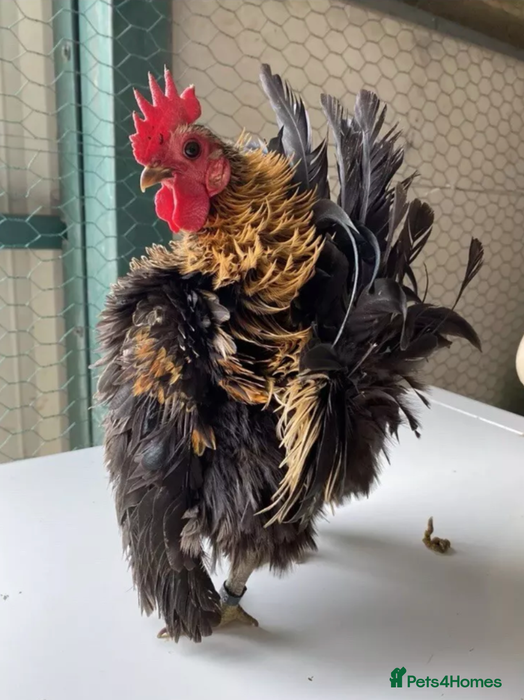 Chickens poultry for sale: Tiny Serama chicks (world's smallest chicken) - Image 12