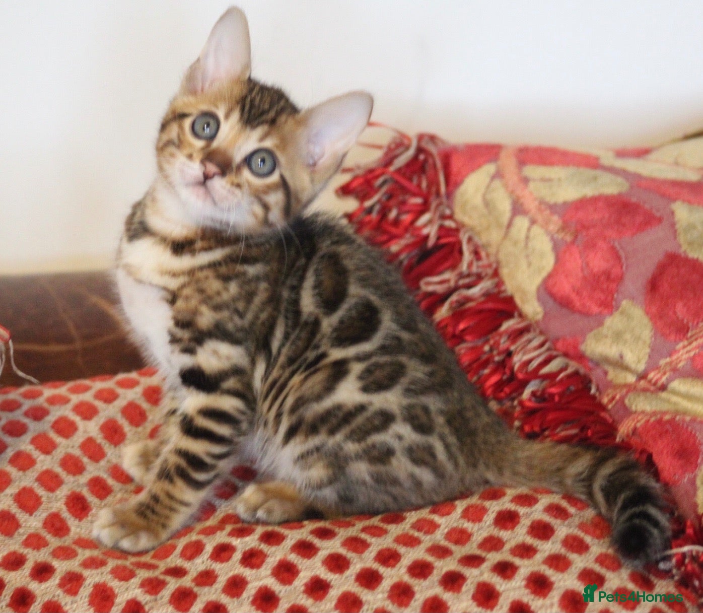 Bengal cats for sale: Top quality Bengal cubs! 2 boys! Ready 01 Nov!  - Advert 4
