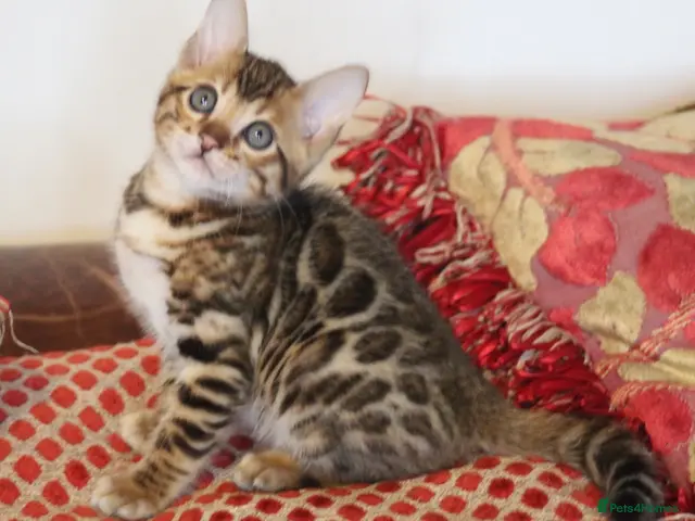 Bengal cats for sale: Top quality Bengal cubs! 2 boys! Ready 01 Nov! - Advert 4