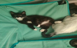 Mixed Breed cats for sale: 1 kitten for sale due to time wasters  - Image 9