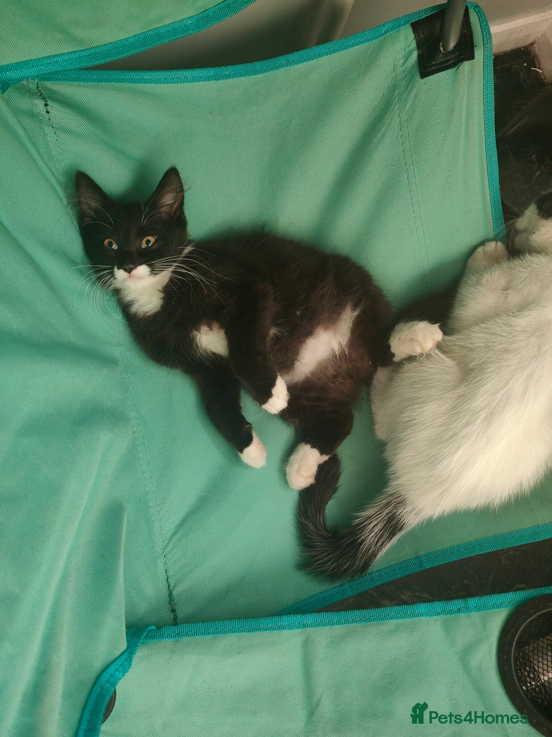 Mixed Breed cats for sale: 1 kitten for sale due to time wasters  - Image 9