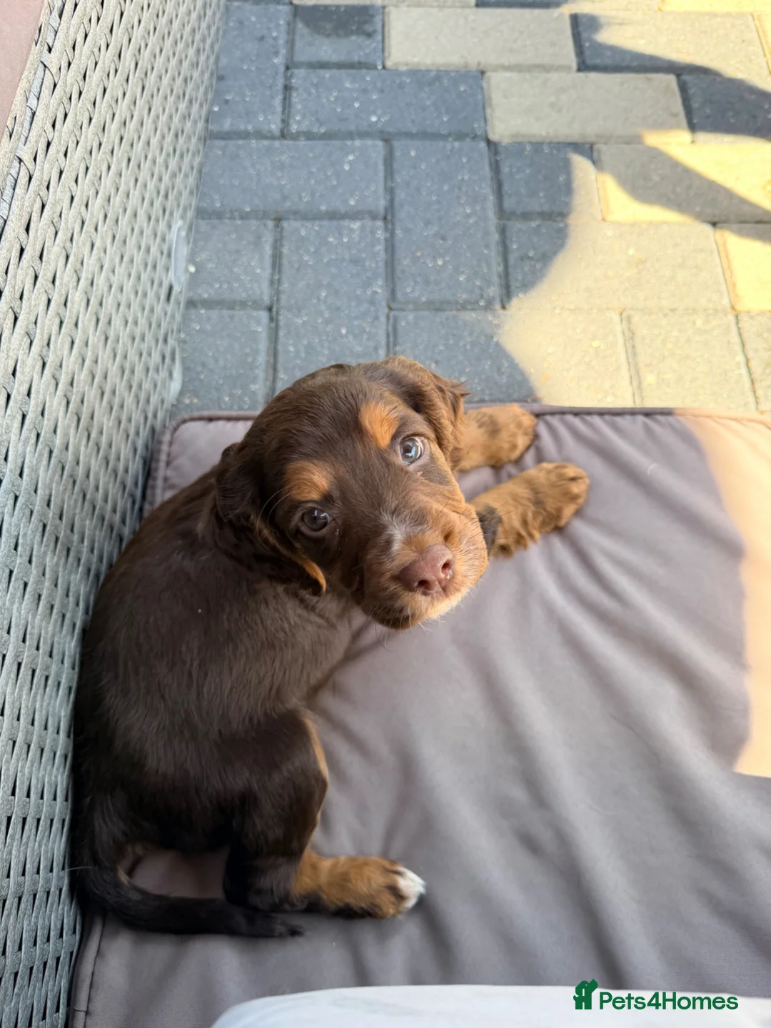 Cockapoo dogs for sale: 10 weeks old cockapoo puppy in Coventry - Advert 2