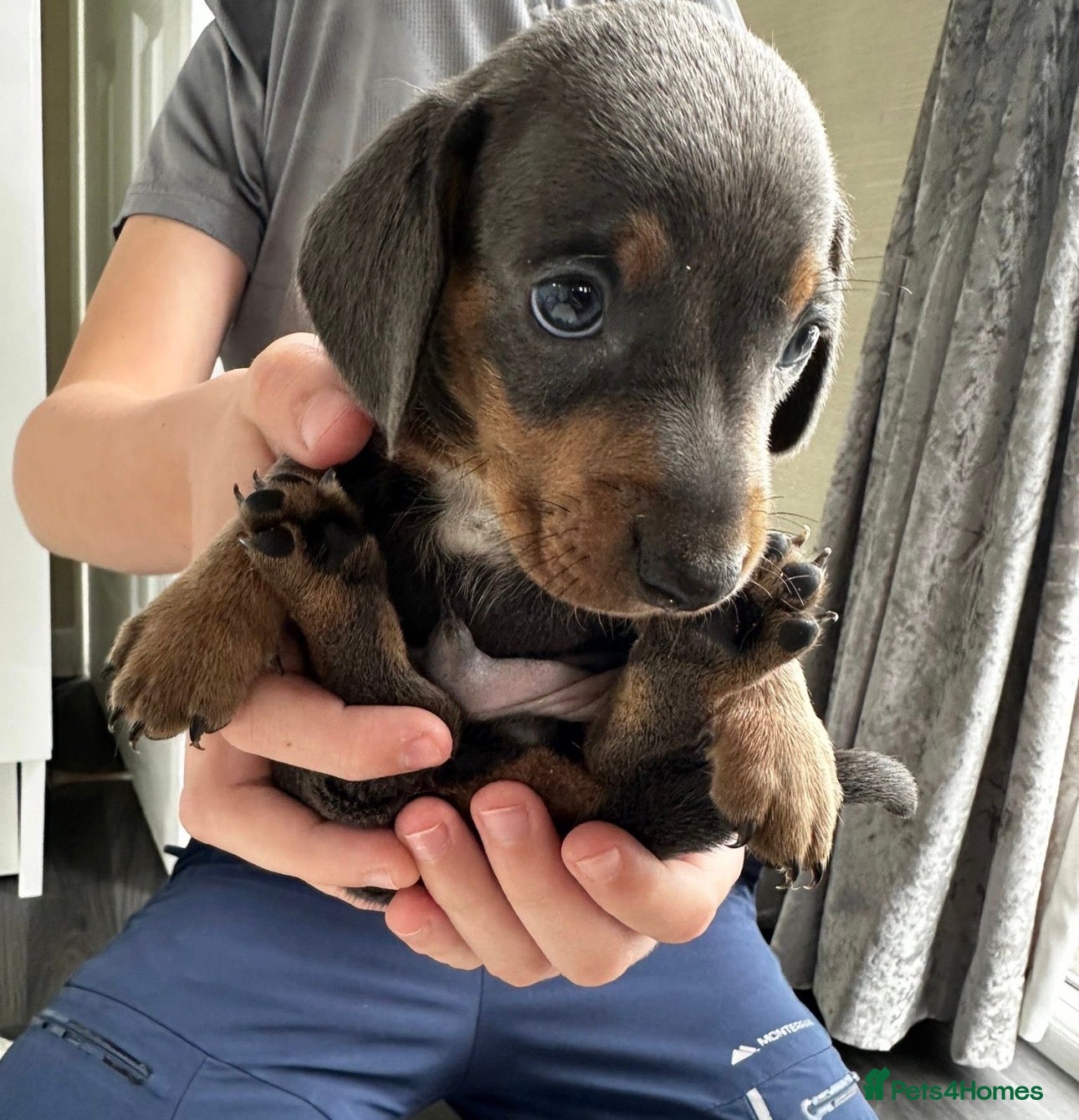 Miniature Dachshund dogs Kc Mini dachshund puppy’s  - Advert 4