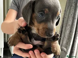 Miniature Dachshund dogs Kc Mini dachshund puppy’s - Advert 4
