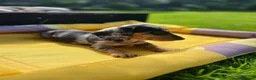 Miniature Dachshund dogs for sale: Adorable Puppies in Bradford - Advert 13