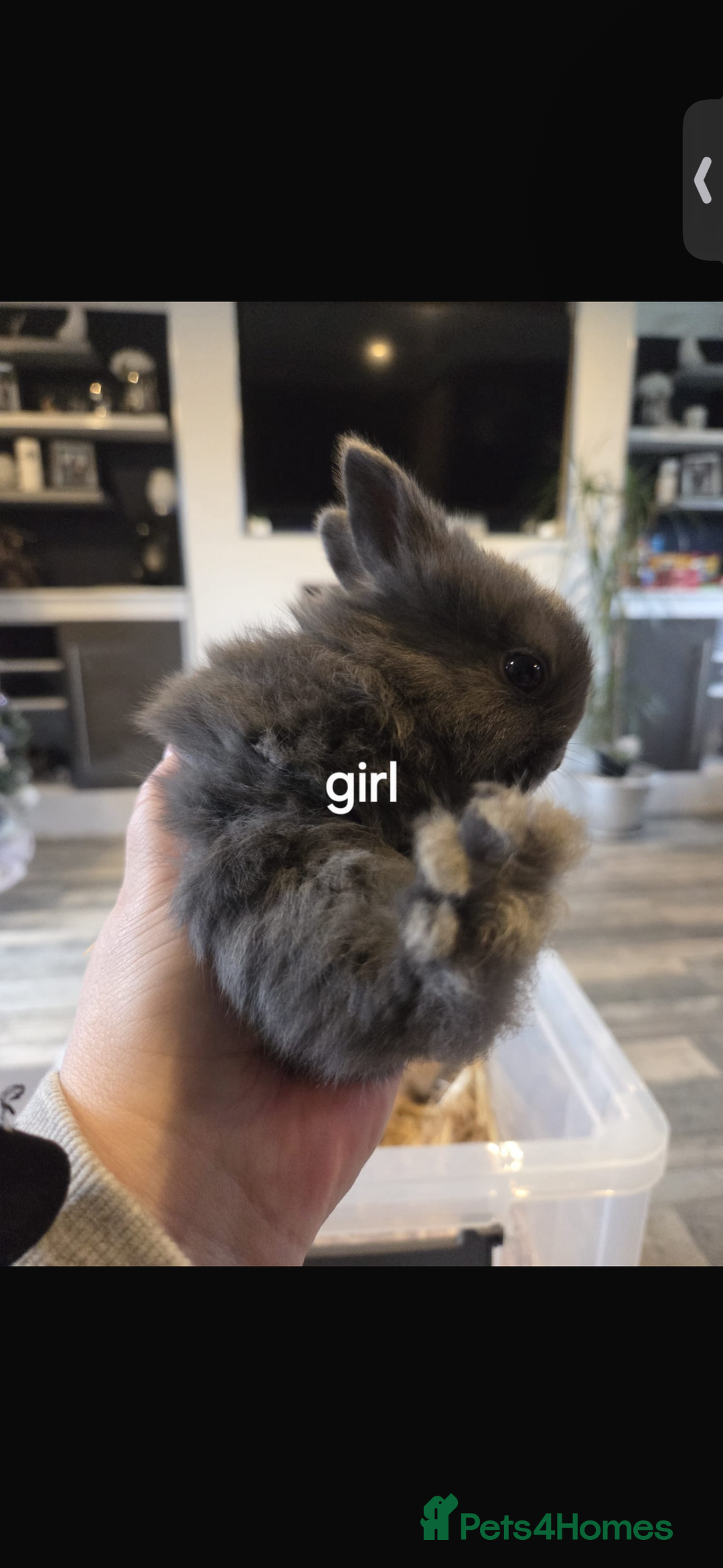 Mixed Breed rabbits for sale: 7 beautiful baby bunnies for sale  - Advert 7
