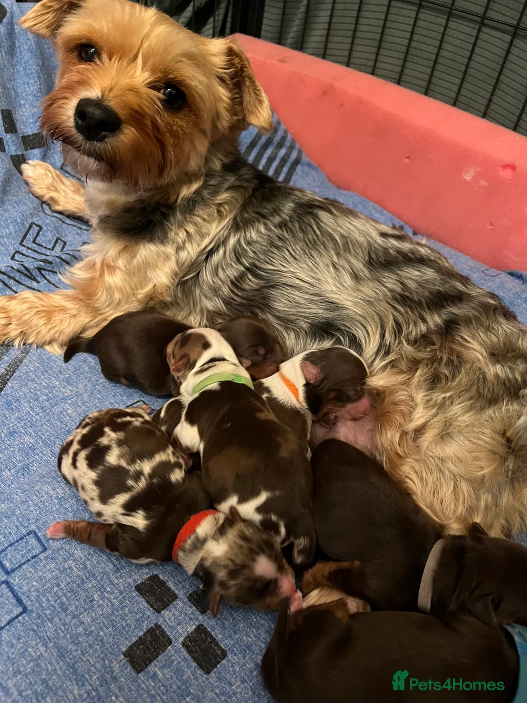 Yorkshire Terrier dogs for sale: READY NOW..PEDIGREE YORKSHIRE TERRIER FOR SALE - Advert 2