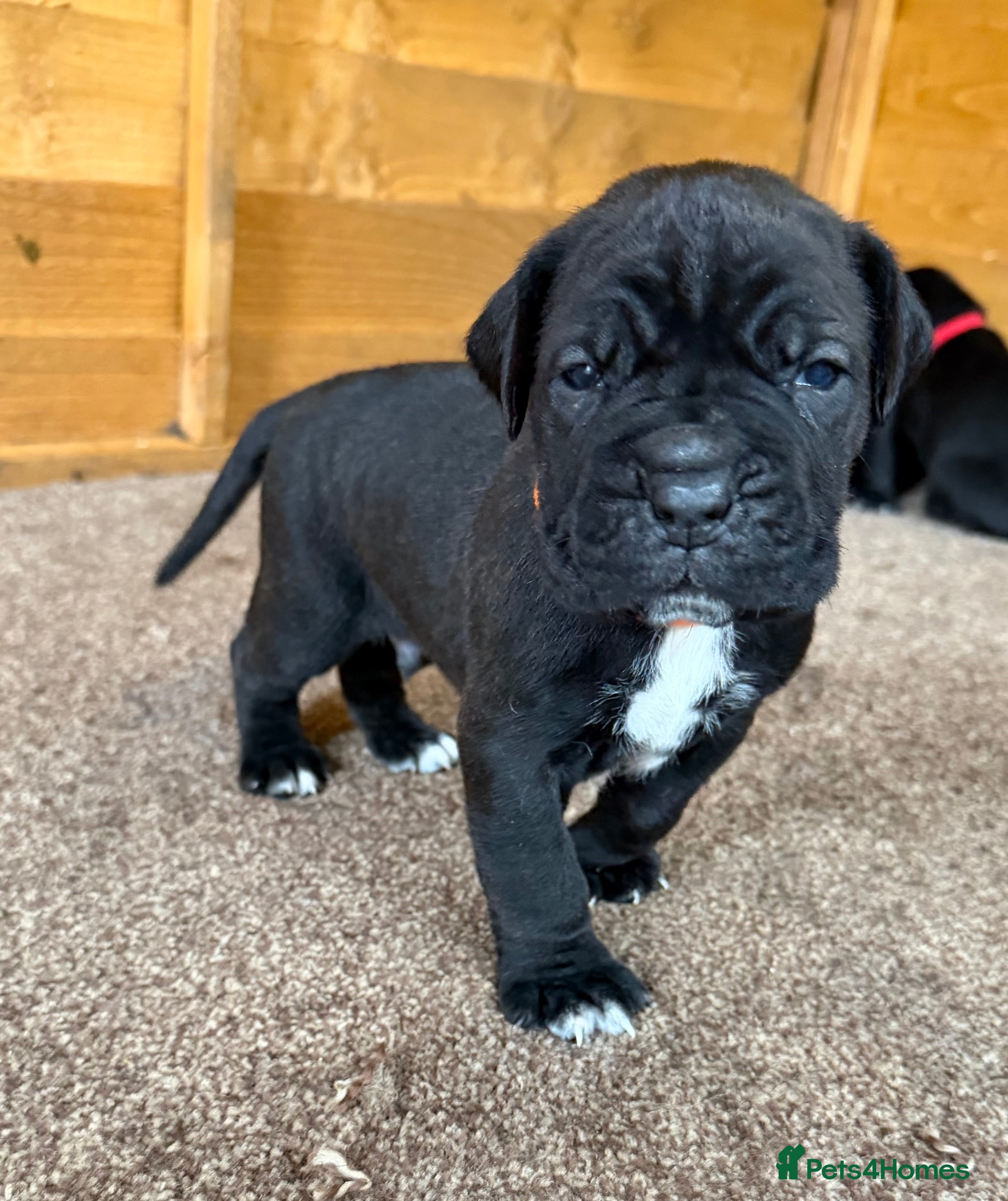 Cane Corso dogs PURE CANE CORSO PUPPIES FOR SALE !!!! - Advert 6