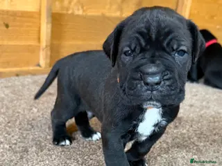 Cane Corso dogs PURE CANE CORSO PUPPIES FOR SALE !!!! - Advert 6