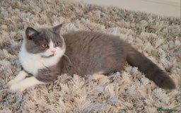 British Shorthair cats for sale: British Shorthair  - Image 2