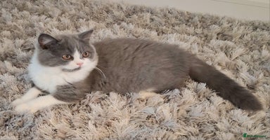 British Shorthair cats - Advert 16