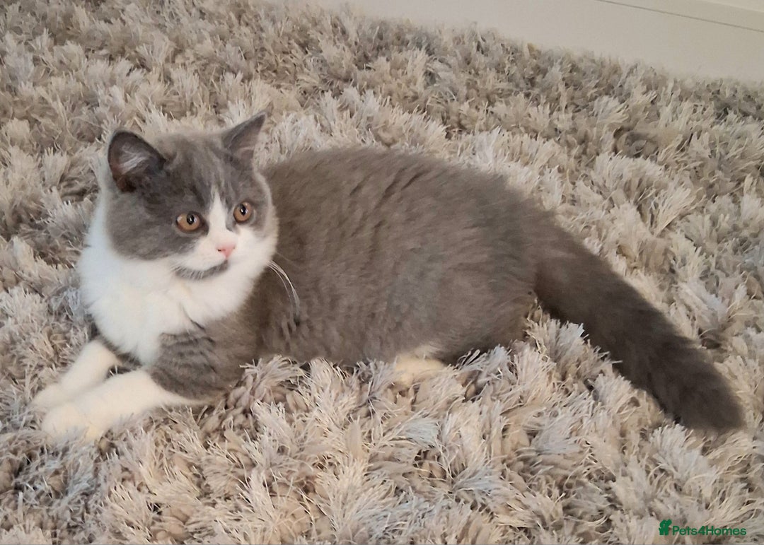 British Shorthair cats for sale: British Shorthair  - Image 2