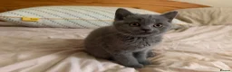 British Shorthair cats for sale: Ready to collect-GCCF British shorthair  kittens!  - Advert 8