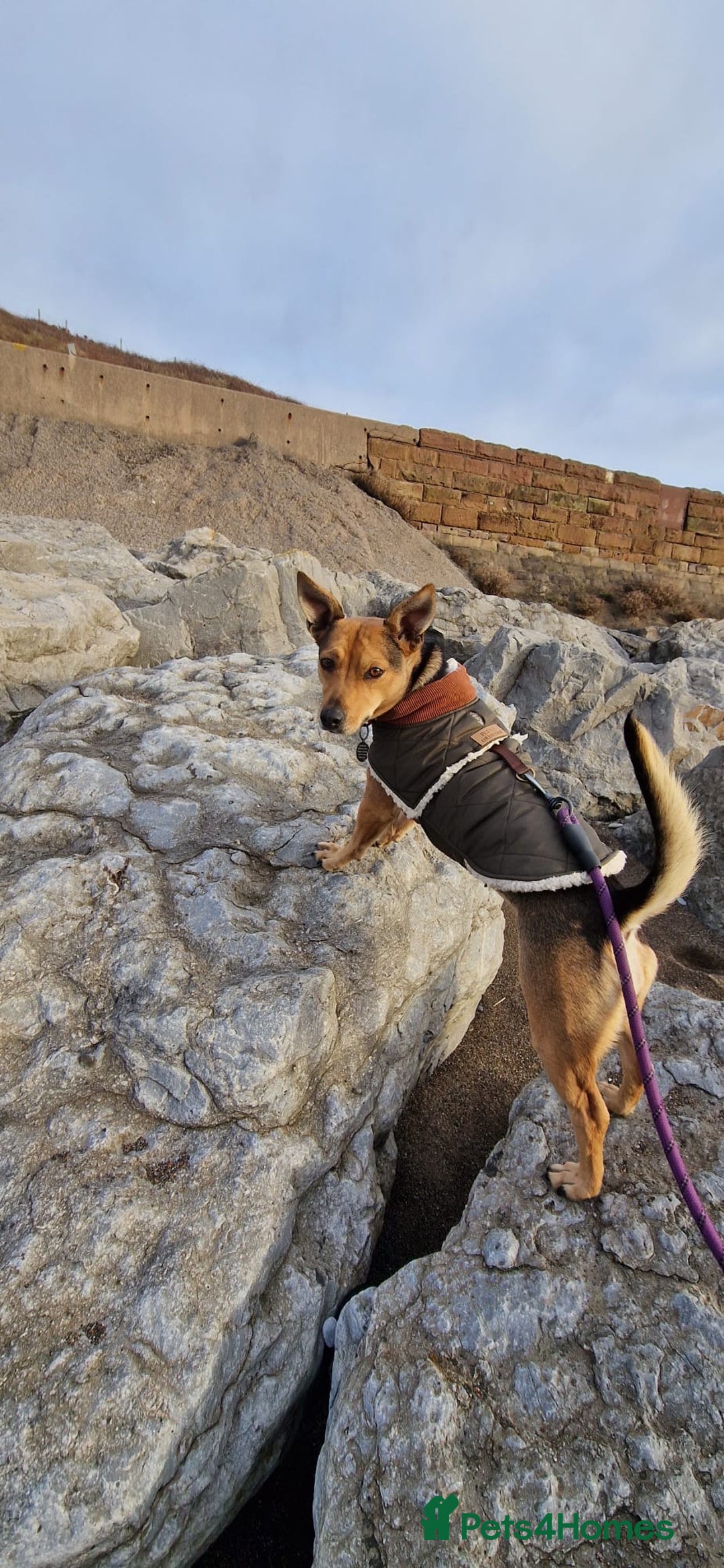 Mixed Breed dogs for adoption: Pippa  - Advert 6