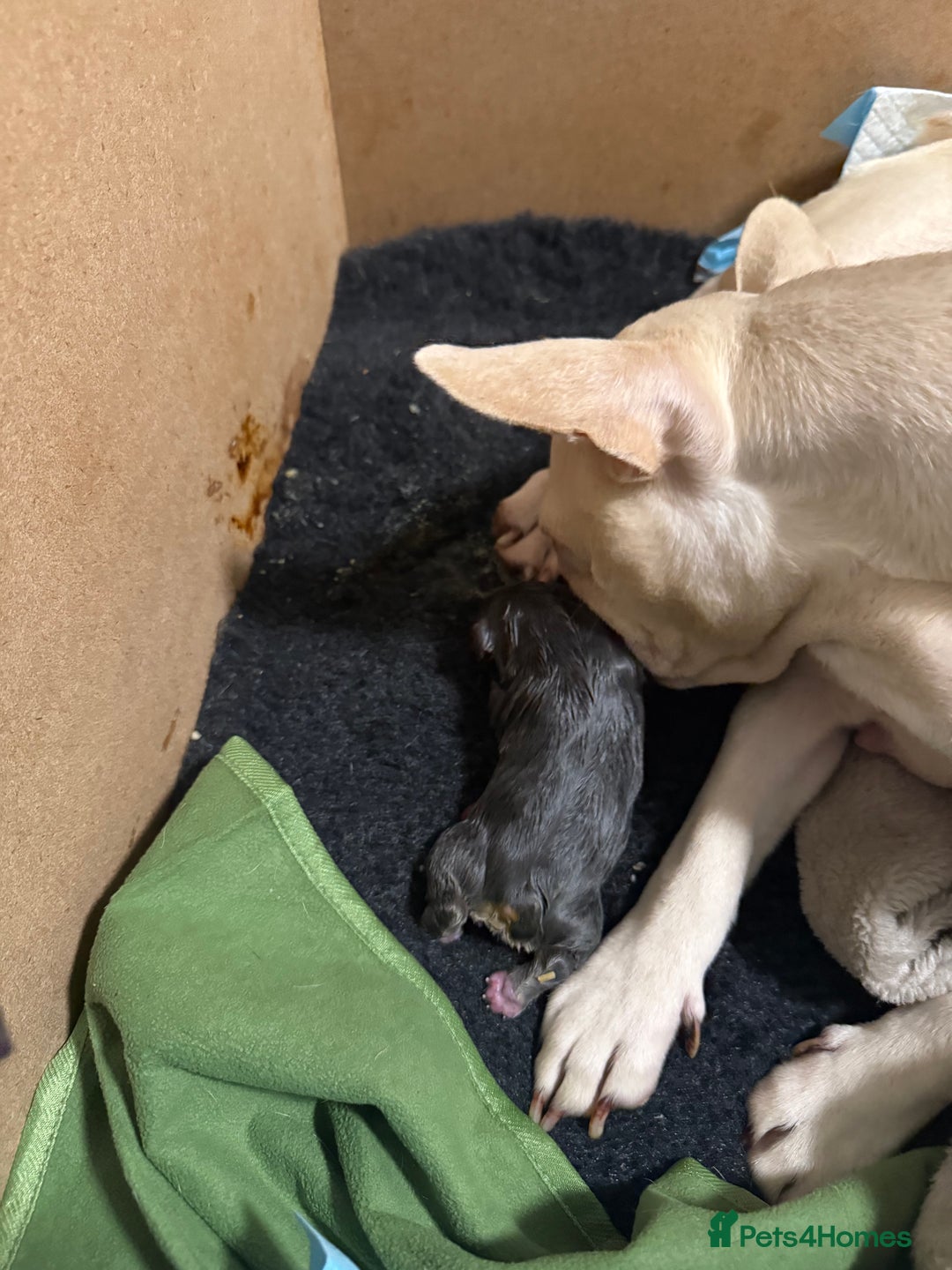 French Bulldog dogs for sale: French bull dog puppies looking for forever homes  - Advert 3