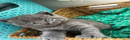 British Shorthair cats for sale: Outstanding British Shorthair kittens  - Advert 1