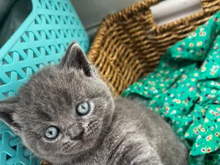 British Shorthair cats Outstanding British Shorthair kittens - Advert 10