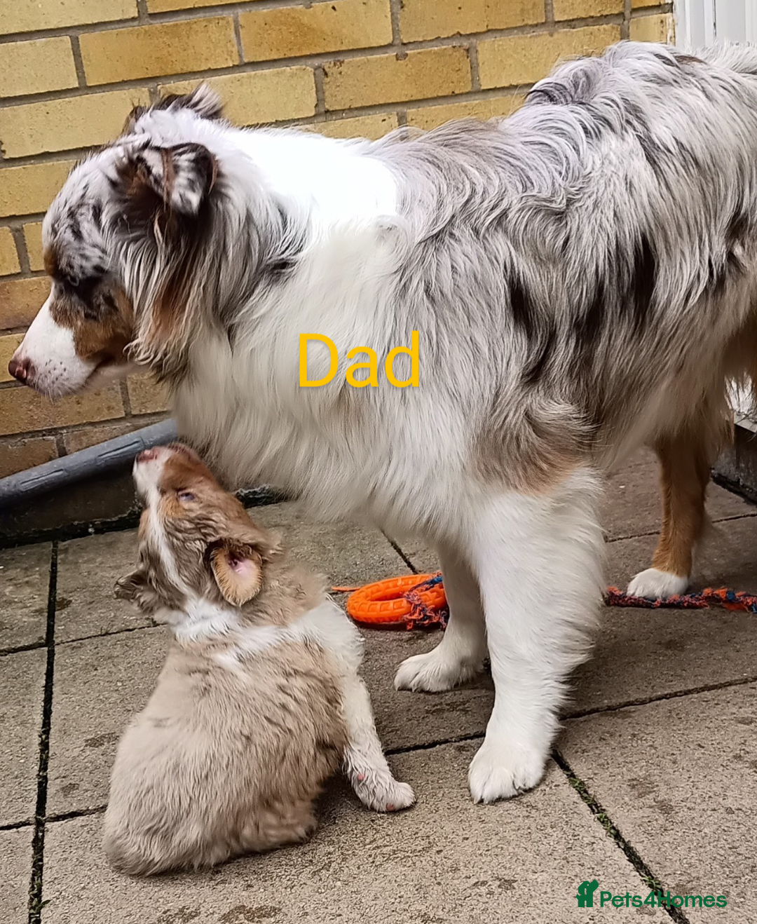 Australian Shepherd dogs for sale: Australian Shepherd puppies looking for new home in Peterborough - Image 4