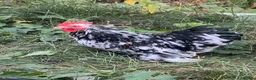 Chickens poultry for sale: Pekin bantams  - Advert 12