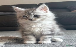 Maine Coon cats for sale: Stunning Maine coon kittens - Image 10