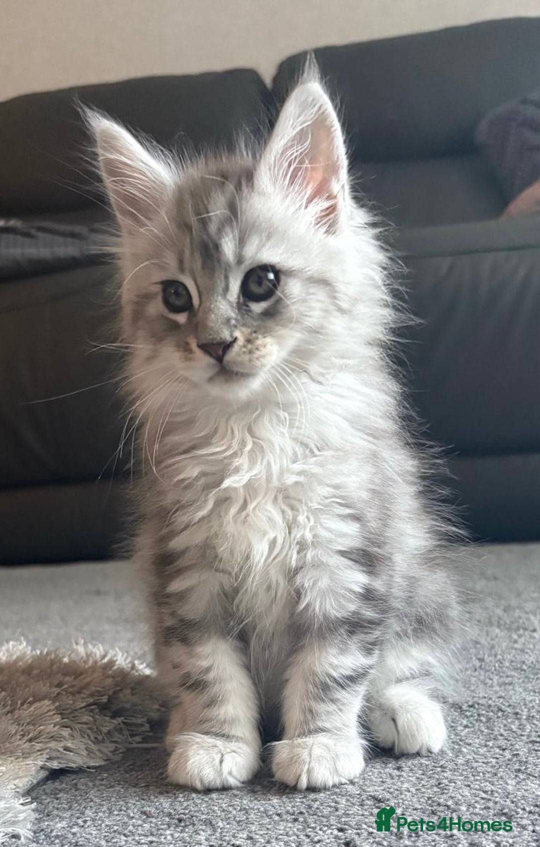 Maine Coon cats for sale: Stunning Maine coon kittens - Image 10