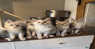 Maine Coon cats - Advert 5