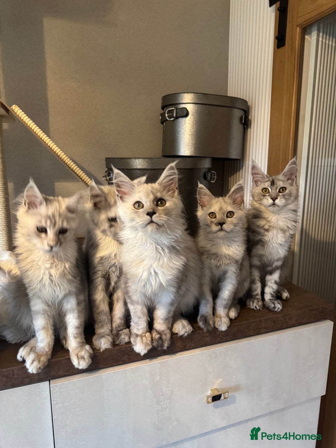 Maine Coon cats for sale: Stunning Maine Coon girls  - Image 2