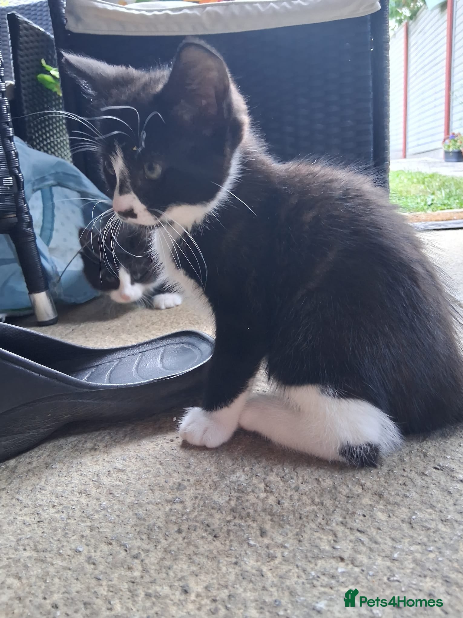 Mixed Breed cats for sale: 1 boy and 2 girls black and white ( tuxedo) - Advert 27