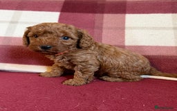 Labradoodle dogs for sale: Adorable Miniature Labradoodle F1bb Puppies🤩 - Image 14