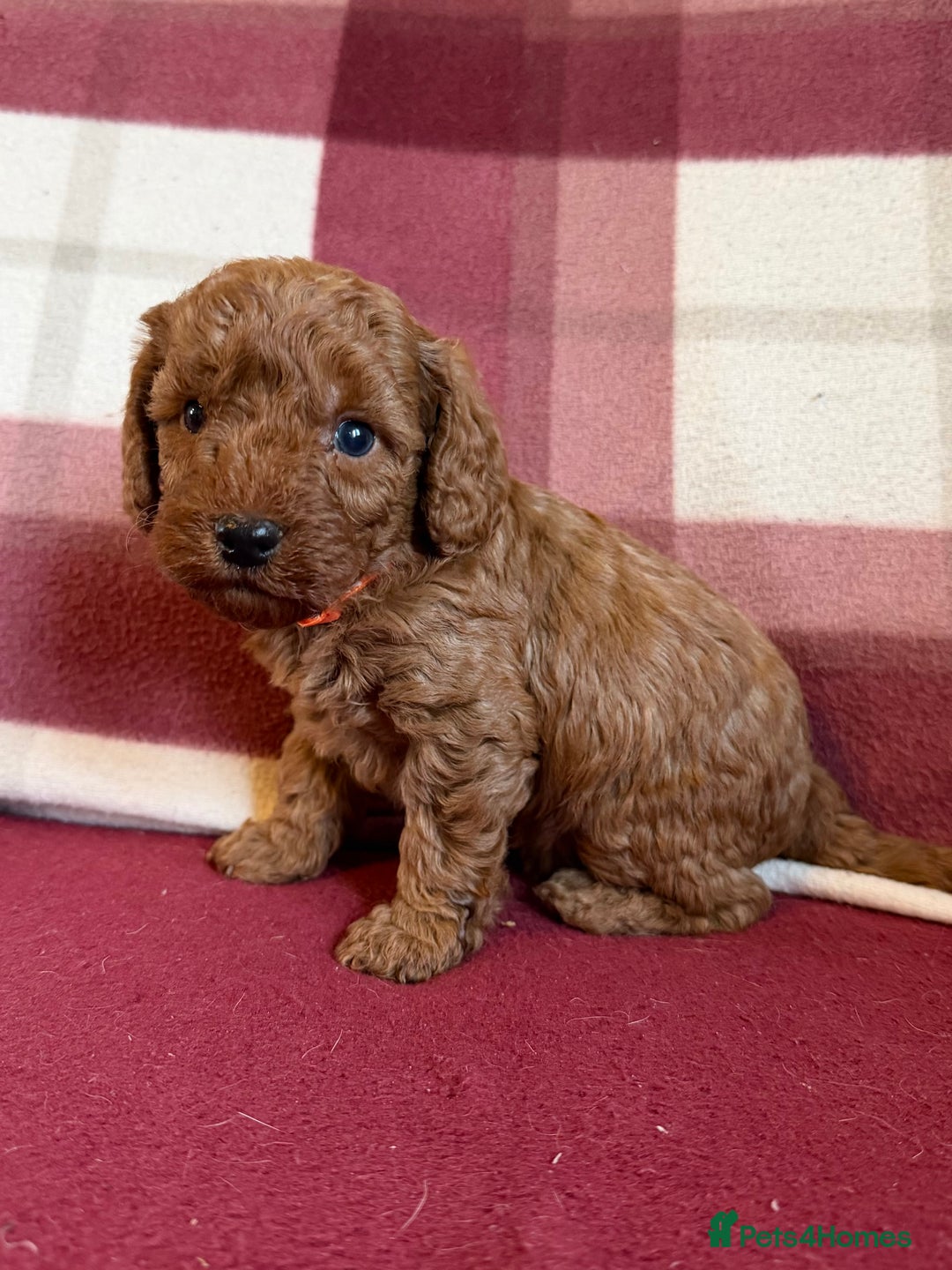 Labradoodle dogs for sale: Adorable Miniature Labradoodle F1bb Puppies🤩 - Image 14