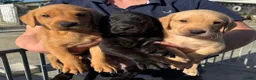 Labrador Retriever dogs for sale: Five Star Council Registered Breeders litter - Advert 4