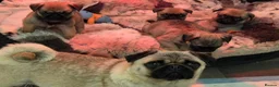 Pug dogs for sale: Pug puppies  in Newton Abbot - Advert 7