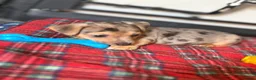 Jack Russell dogs for sale:  REDUCED Rainbow jack russell READY TO LEAVE NOW!! - Advert 6