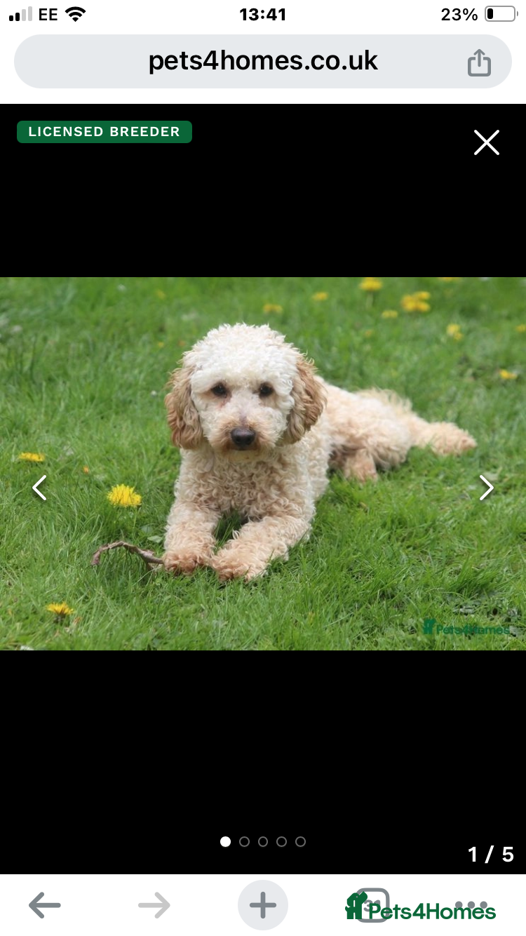 Cockapoo dogs for sale: Cockerpoo F1b puppies  in Hailsham - Advert 3