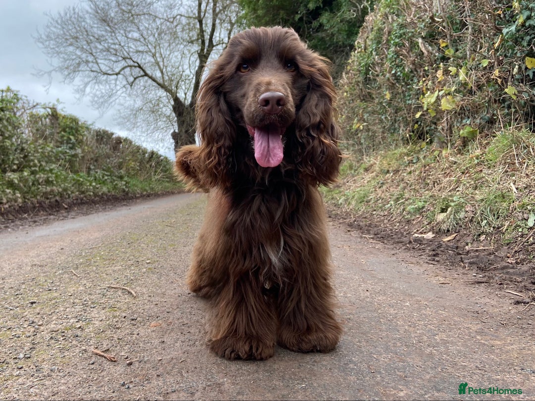 Cocker Spaniel dogs for stud: Fabulous Chocolate Show Cocker Spaniel Stud - Advert 5