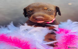 Dobermann dogs for sale: Welcoming the Disco Dobermans litter  - Image 9