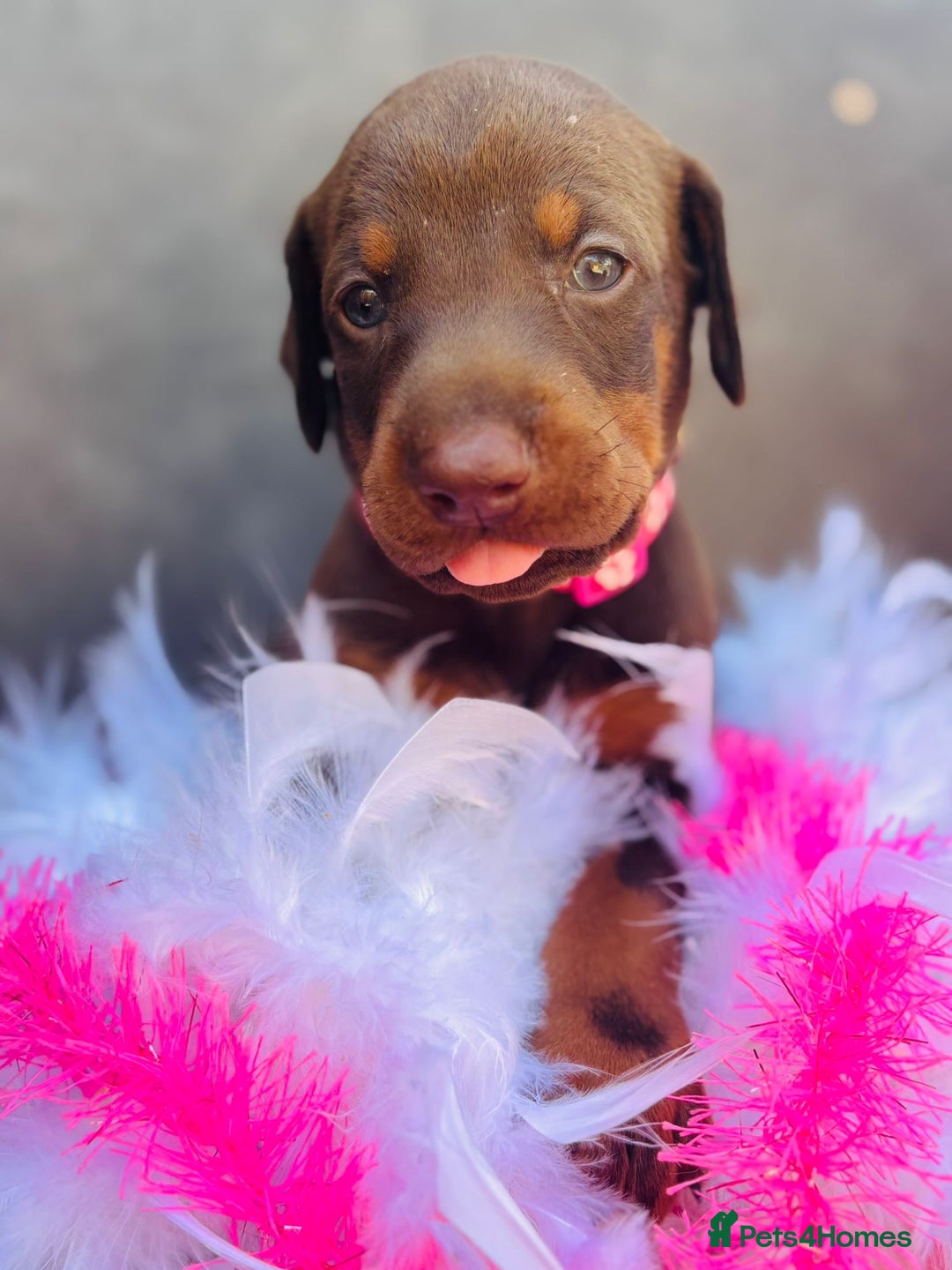 Dobermann dogs for sale: Welcoming the Disco Dobermans litter  - Image 9