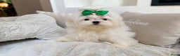 Maltese dogs for sale: Beautiful 6 month old Maltese Puppy Ready Now - Advert 18
