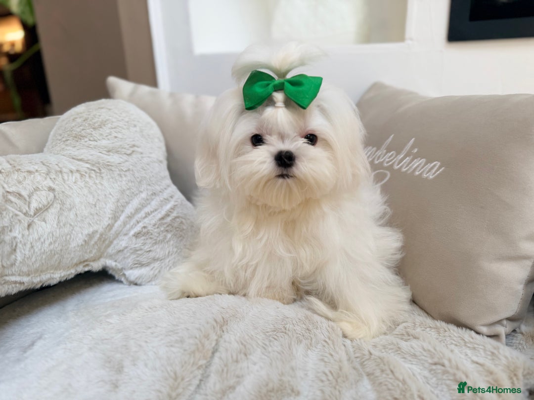 Maltese dogs for sale: Beautiful 6 month old Maltese Puppy Ready Now - Advert 18