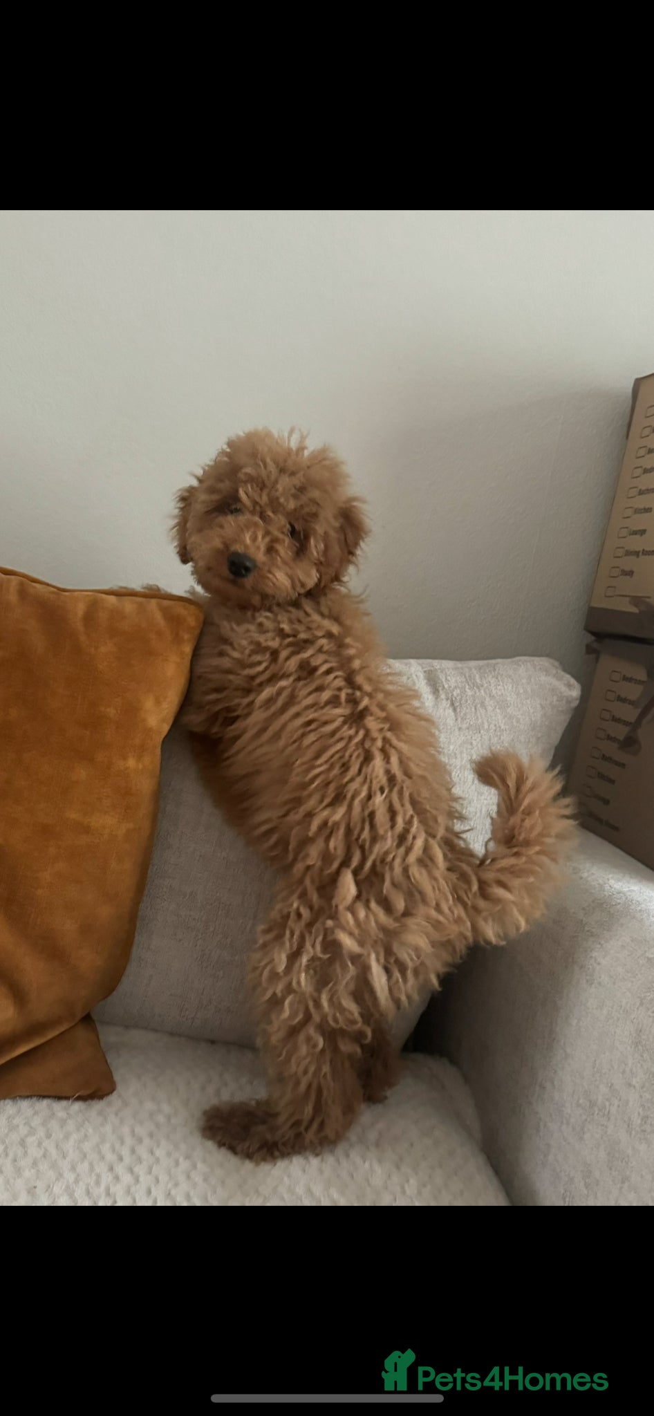 Cockapoo dogs Stunning red cockapoo girl puppy  - Advert 3