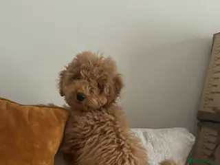 Cockapoo dogs Stunning red cockapoo girl puppy - Advert 3