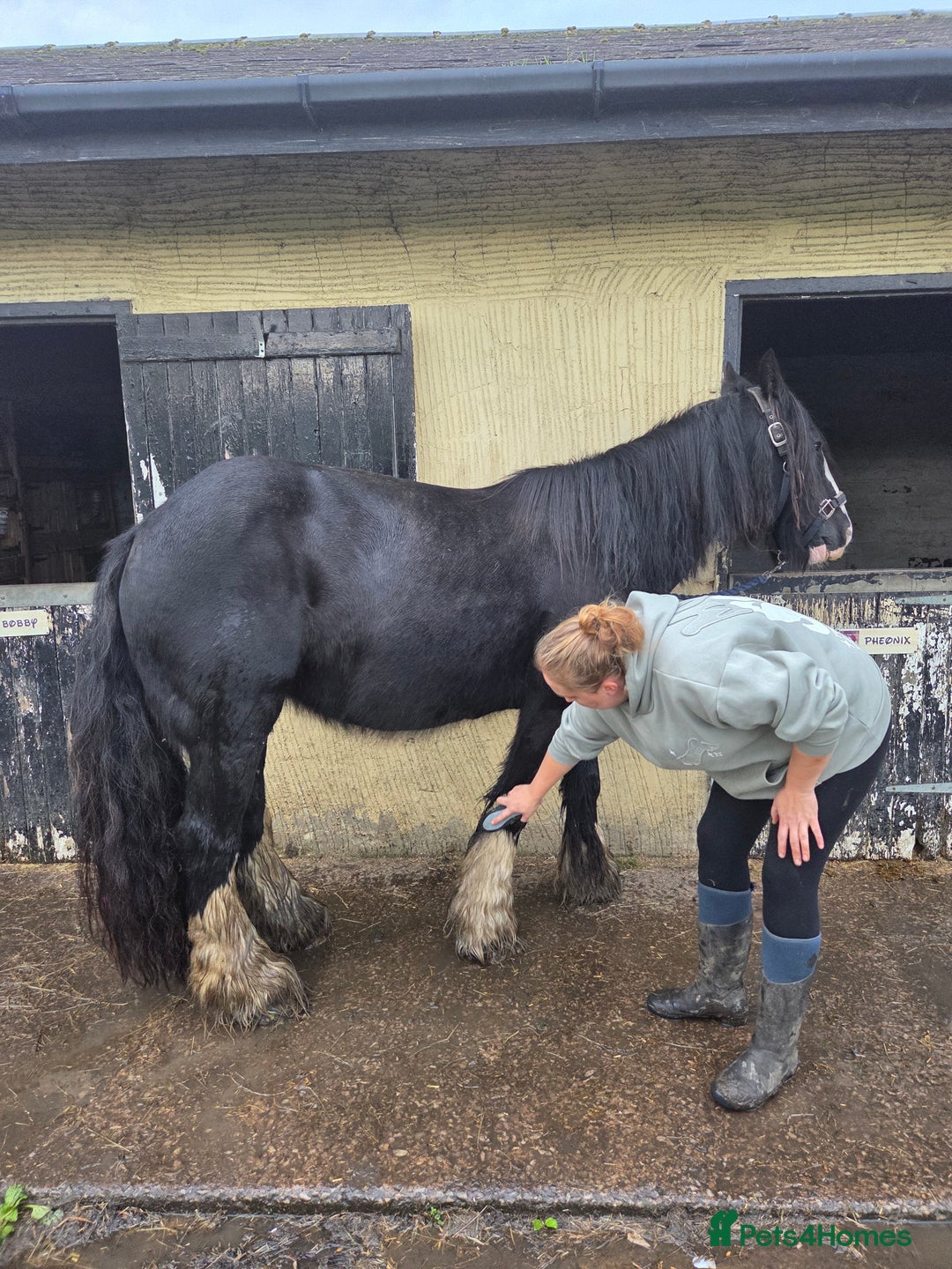 Irish Cob horses for sale: 14,1 Traditional cob mare - Advert 8