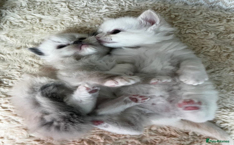 Ragdoll cats - Advert 14