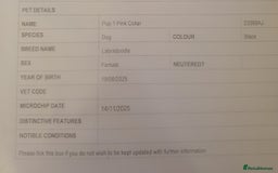 Labradoodle dogs for sale: ☆Ready to leave☆ CHUNKY PUPPIES ☆ - Advert 30