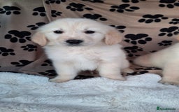 Golden Retriever dogs for sale: Kc, health tested, show type, golden retrievers. - Advert 11