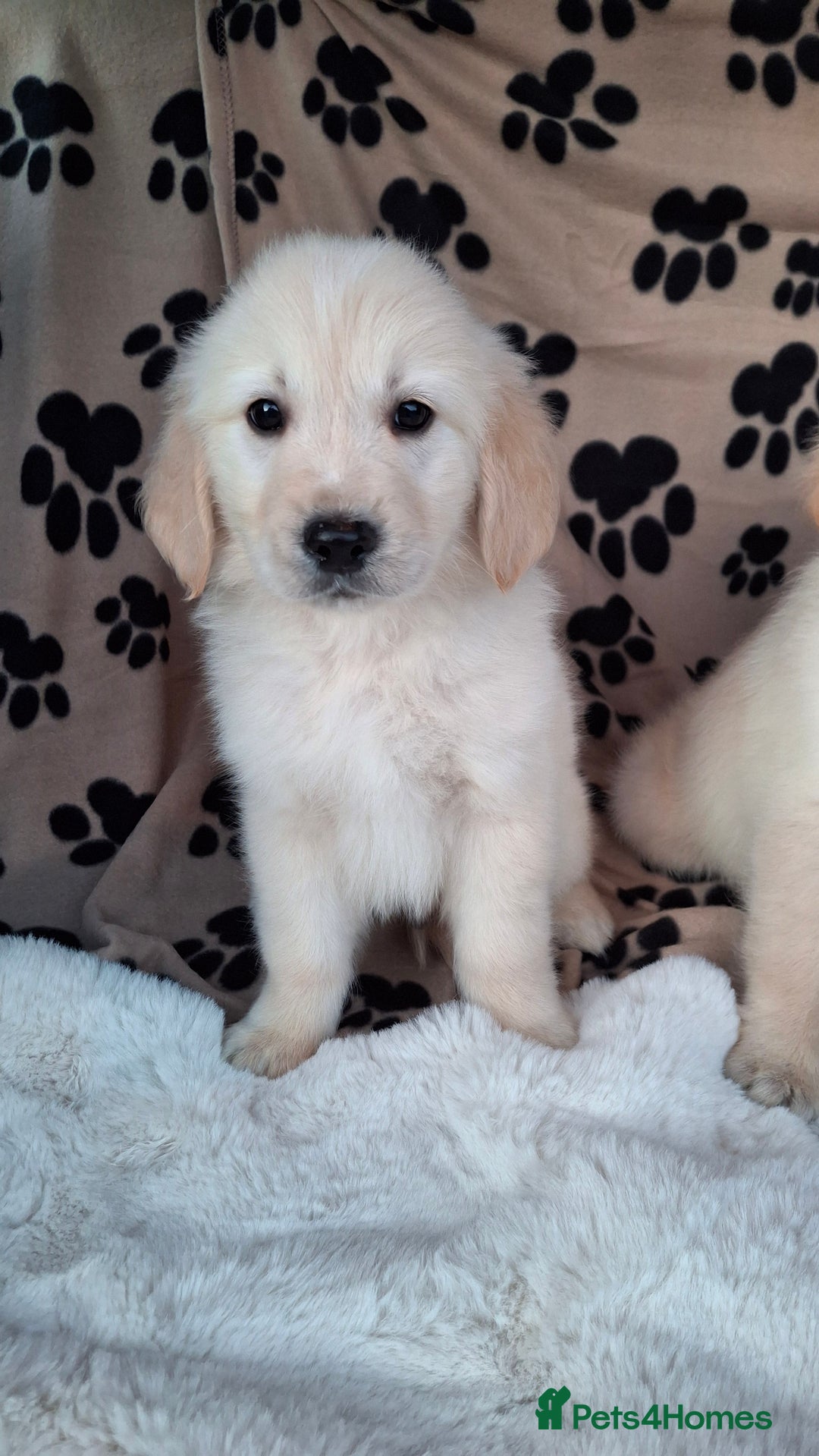 Golden Retriever dogs for sale: Kc, health tested, show type, golden retrievers. - Advert 11